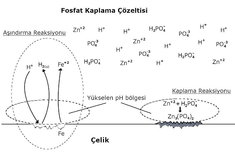 Fosfat Kaplama Reaksiyonu